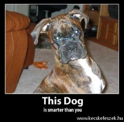 ez a kutya okosabb, mint te :))
