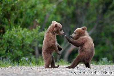 karate medve