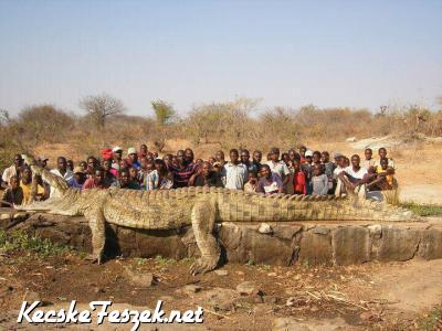 llati nagy krokodil