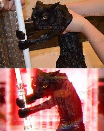 Jedi macska