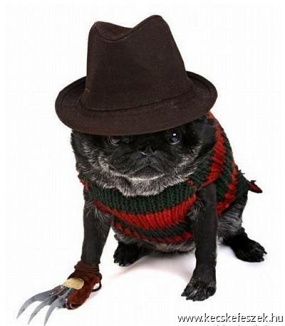 Freddy kutya