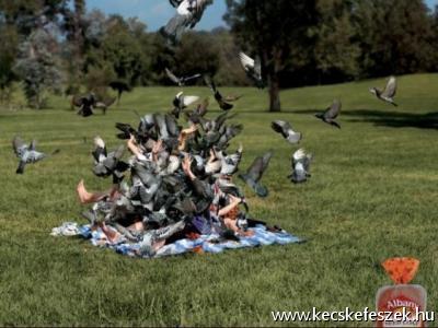 sikeres piknik