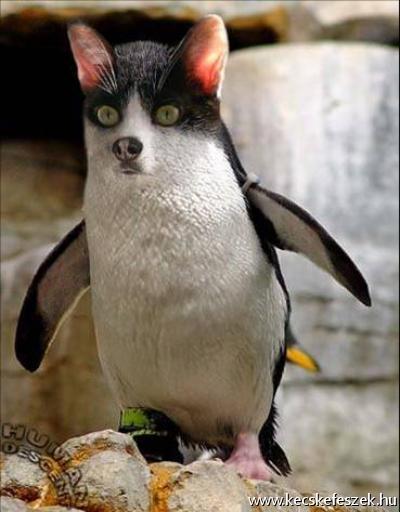 Cica pingvin